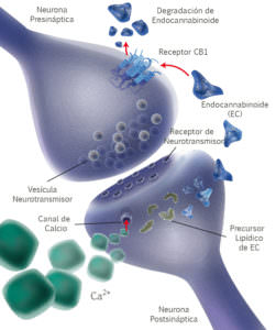 sistema_endocannabinoide_Cannabis_Consciente