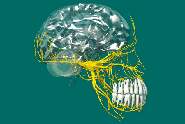 nervul-trigemen-un-nerv-postural