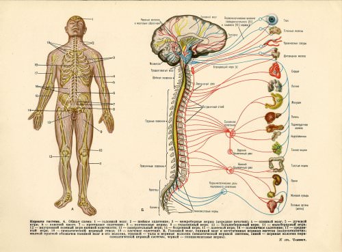 nervous-system