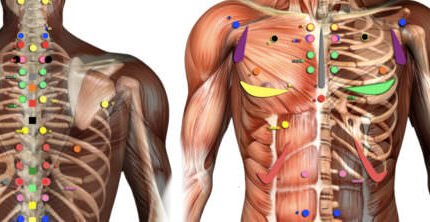 nejrolimfaticheskaya-reflektornaya-terapiya-po-chepmenu-i-gudhartu-predstavlyaet-soboj-svyazuyushhee-zveno-mezhdu-osteopatiej-hiropraktikoj-i-prikladnoj-kineziologiej