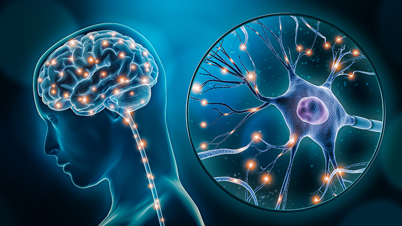 Рекурсивная терапия с мозгом (BrainWorking® Recursive Therapy, BWRT®) Школа «Реабилитолог» 26972